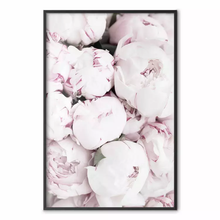 Principios de verano - campo con flores rosadas