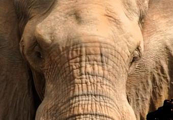 Fotomural a medida Dos elefantes en el contorno de África - abstracto sobre fondo marrón