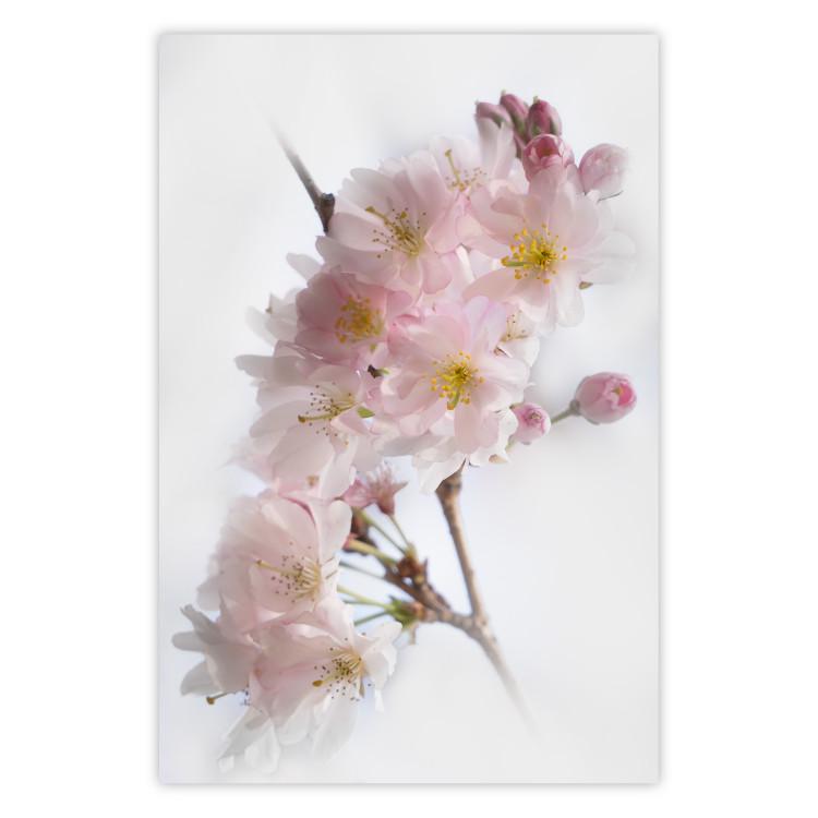 Primavera en Japón - ramita con flores rosas en fondo blanco claro