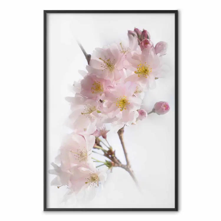 Primavera en Japón - ramita con flores rosas en fondo blanco claro