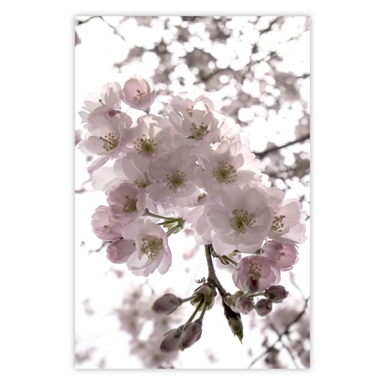 Flores de cerezo - árbol con flores rosas