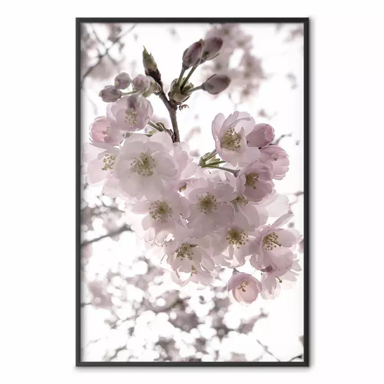 Flores de cerezo - árbol con flores rosas