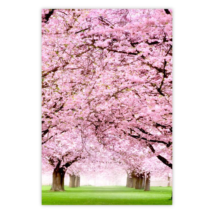 Huerto de cerezos - paisaje de hierba verde y árboles con hojas rosa