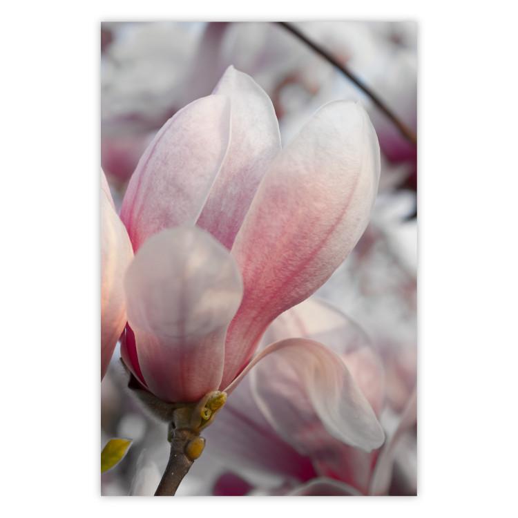 Presagio de primavera - planta primaveral con delicada flor rosa