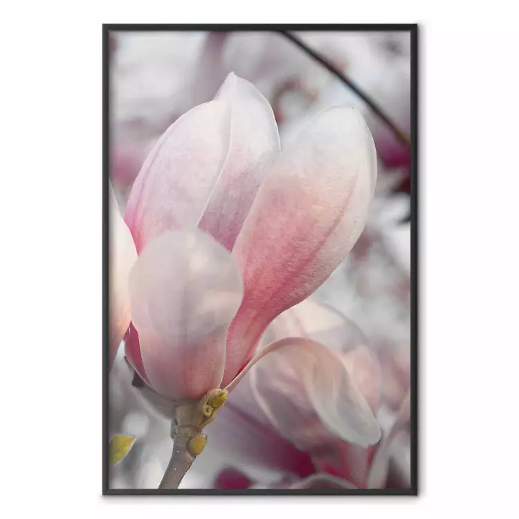 Presagio de primavera - planta primaveral con delicada flor rosa
