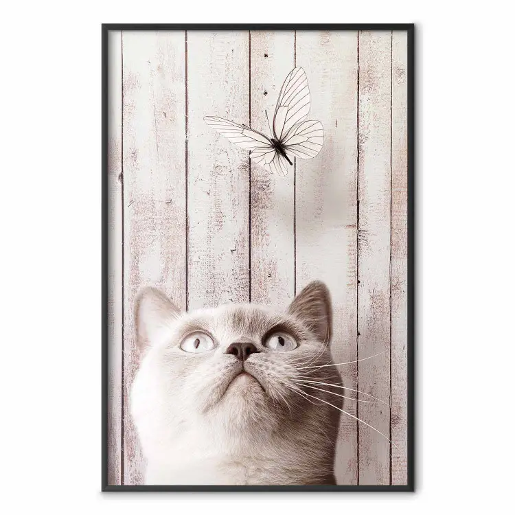 Naturaleza felina - gato y mariposa sobre tablas de madera