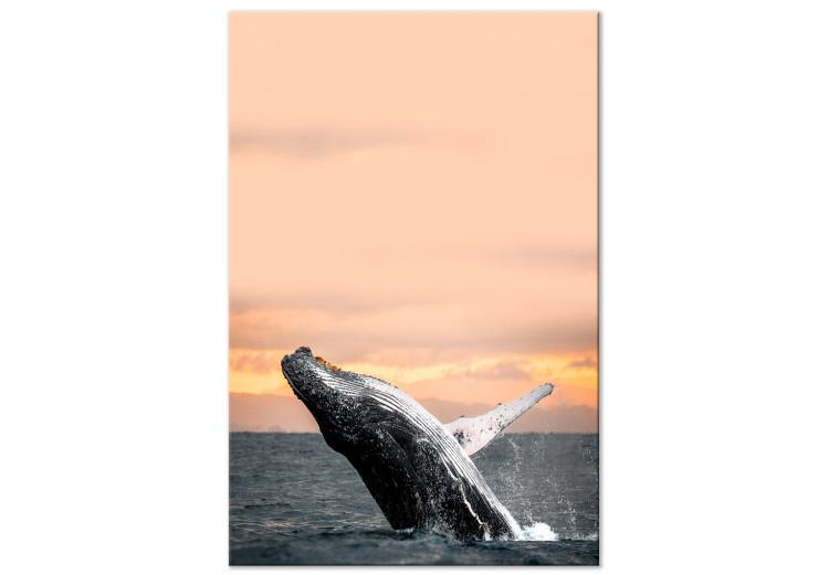 Ballena jorobada emergente - ballena sobre el fondo del sol poniente