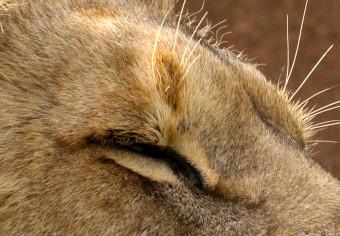 Cartel Siesta soleada - retrato de un león tropical en su entorno natural