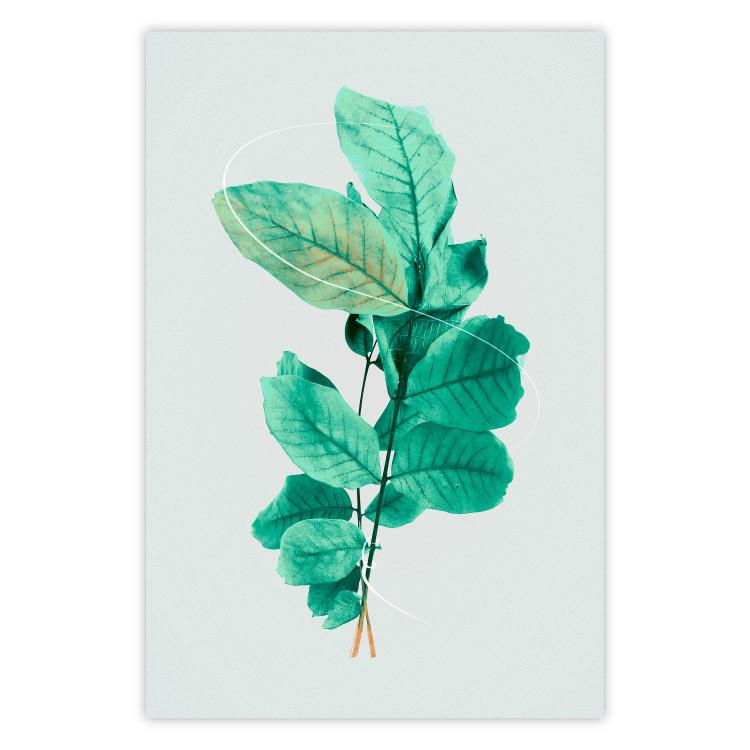 Gracia de menta - plantas con hojas de menta sobre fondo claro