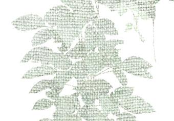 Póster Cascada verde - planta con hojas sobre textura ligeramente desenfocada