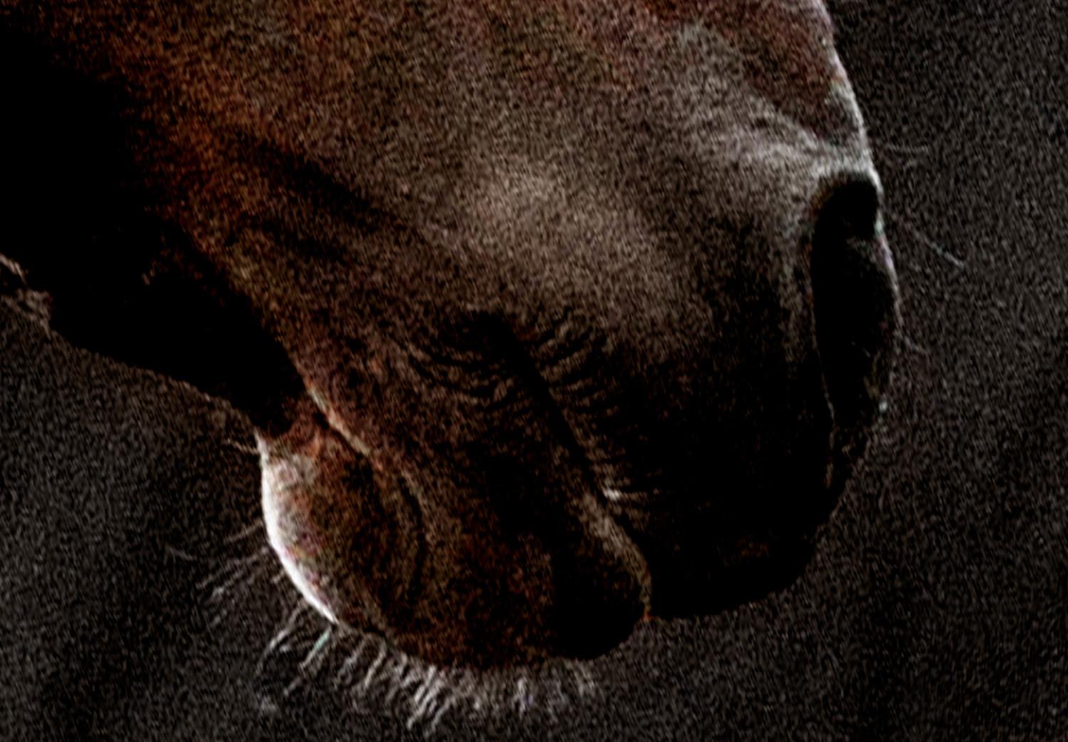 Poster Viento ígneo - retrato de caballo de pelaje marrón