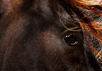 Poster Viento ígneo - retrato de caballo de pelaje marrón