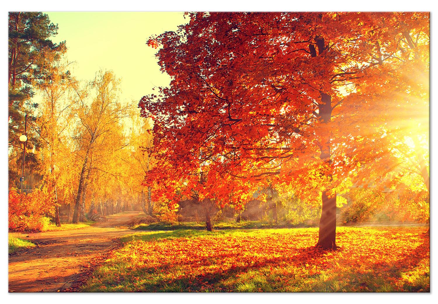 Cuadro decorativo Tarde de otoño (1 pieza) ancho - paisaje dorado de árboles