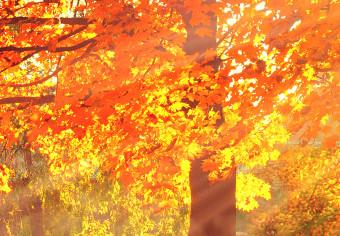 Cuadro decorativo Tarde de otoño (1 pieza) ancho - paisaje dorado de árboles
