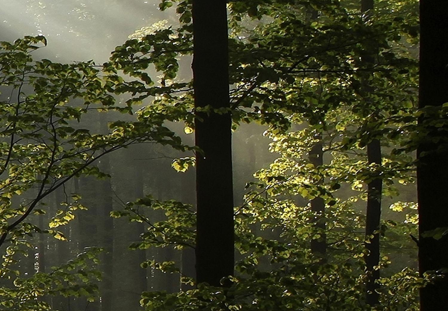 Cuadro XXL Forest: Beautiful Morning II [Large Format]