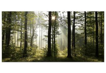 Cuadro XXL Forest: Beautiful Morning II [Large Format]