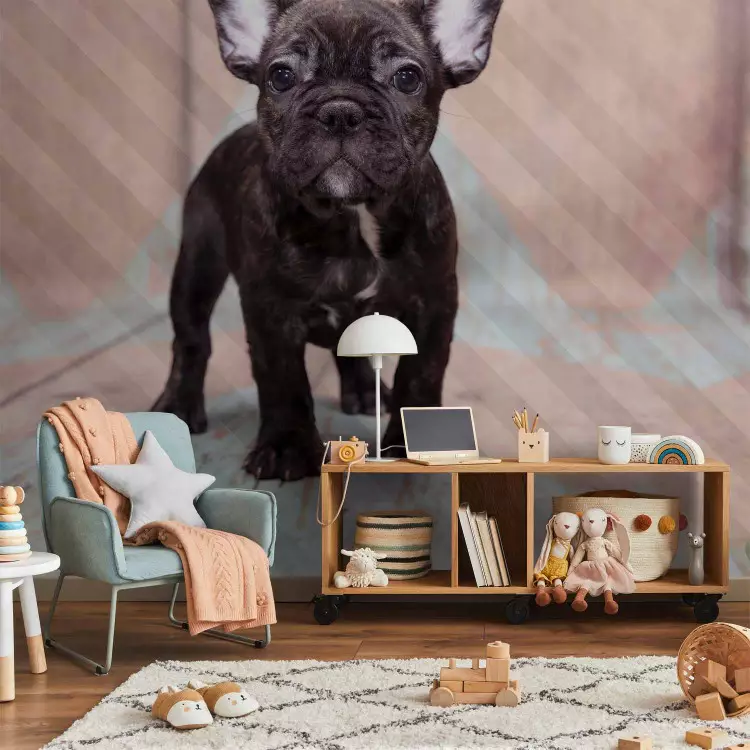Fotomural decorativo Bulldog francés - foto de un perro situado en el suelo de madera