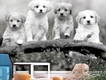 Fotomural a medida Four Puppies