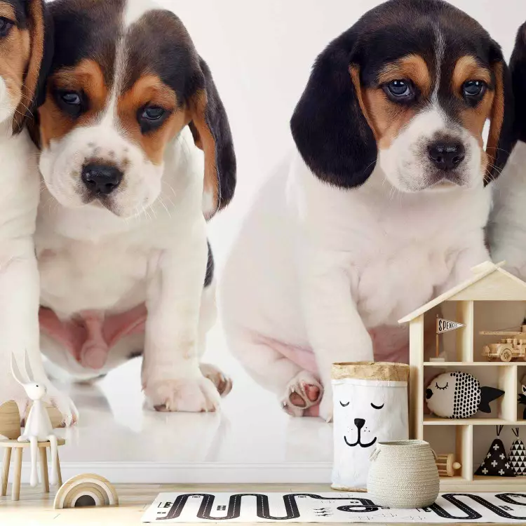Fotomural decorativo Cachorros Beagle - foto de cuatro perritos sobre fondo blanco