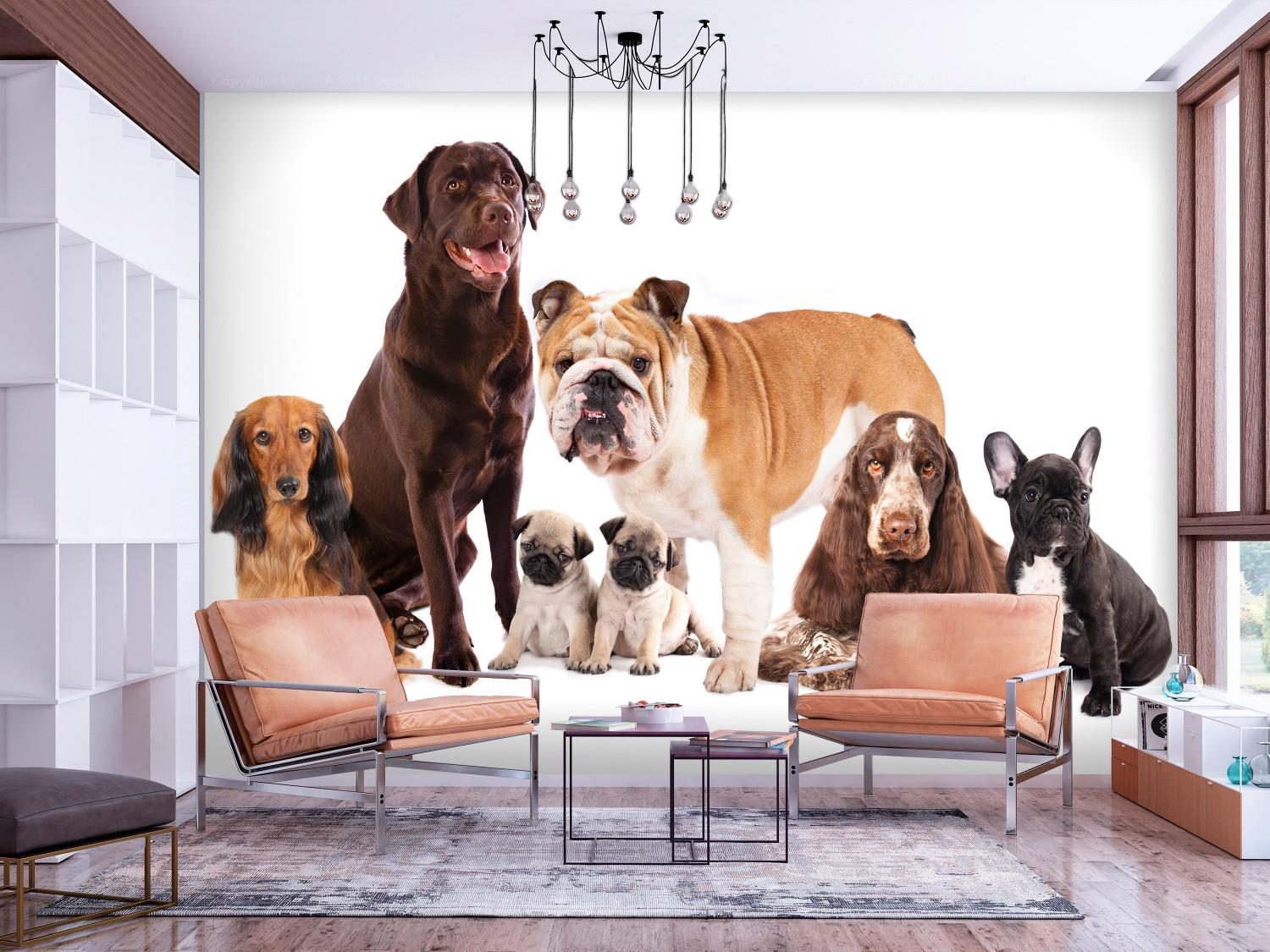 Fotomural Retrato de animales - perros con labrador marrón en el centro
