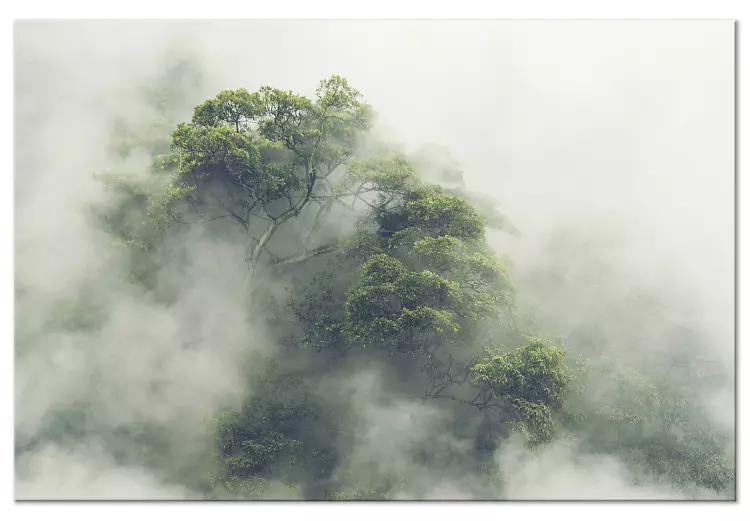 Amazonia brumosa (1 pieza) ancho - paisaje de selva exótica