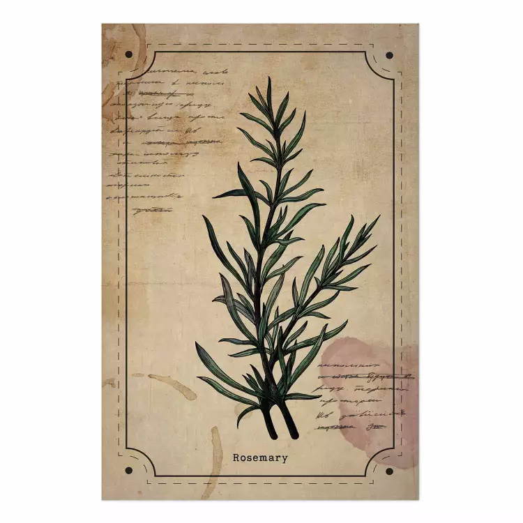 Cartel Sueño del herborista - composición con planta verde en estilo vintage