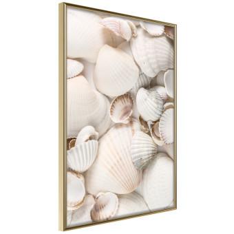 Colección marina - composición marina llena de conchas claras