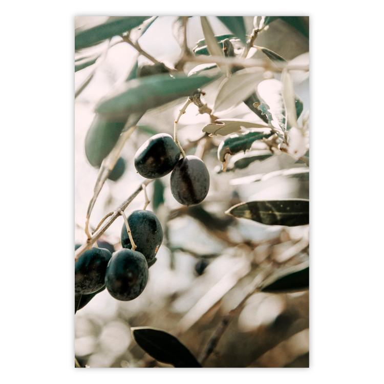 Huerto de olivos - árboles con hojas y aceitunas negras