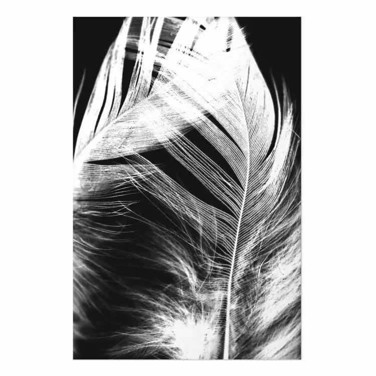 Cartel Pluma blanca - plumas de pájaros en blanco y negro