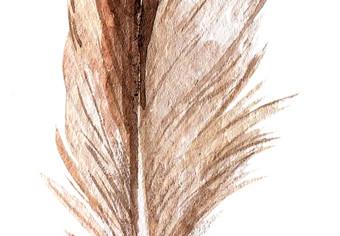 Póster Pluma mágica - pluma marrón de pájaro sobre fondo blanco contrastante
