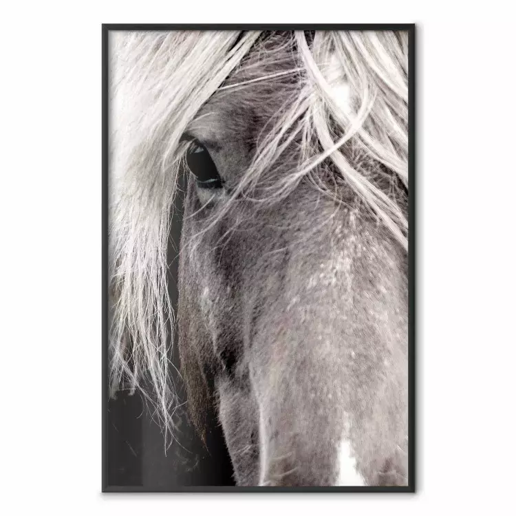Espíritu libre - retrato en blanco y negro de caballo
