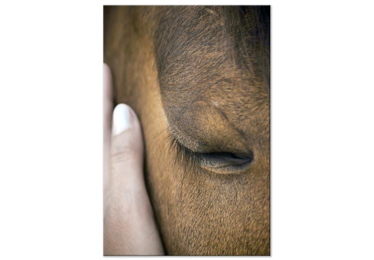 Toque reconfortante (1 pieza) vertical - mano acariciando caballo