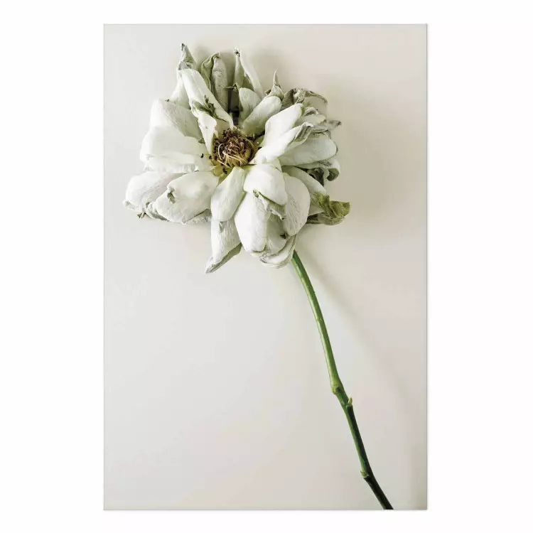 Poster Recuerdo seco - planta con flor blanca sobre fondo uniforme