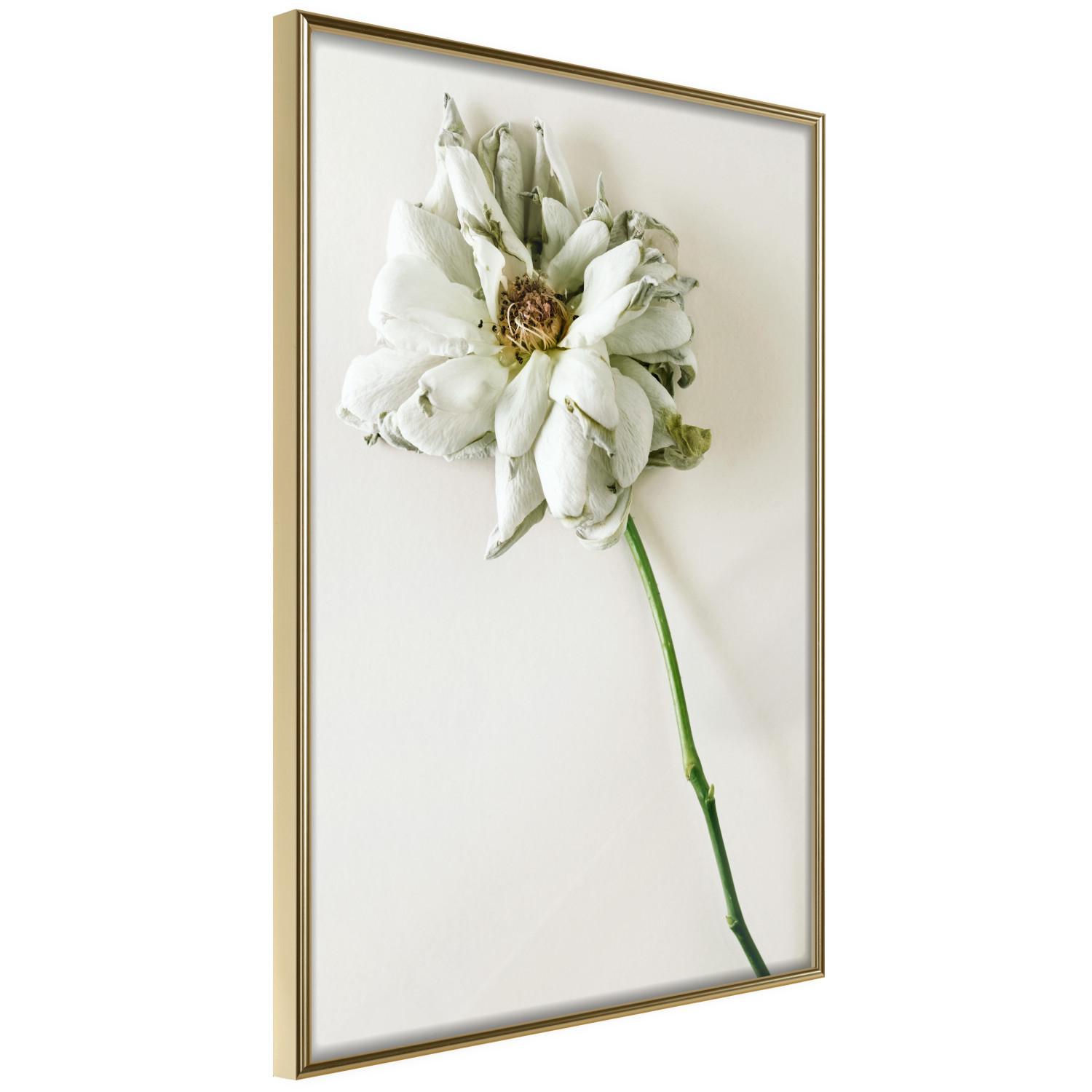 Set de poster Recuerdo seco - planta con flor blanca sobre fondo uniforme