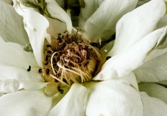 Poster Recuerdo seco - planta con flor blanca sobre fondo uniforme