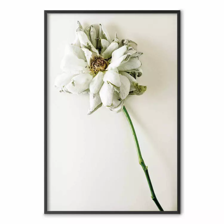 Recuerdo seco - planta con flor blanca sobre fondo uniforme