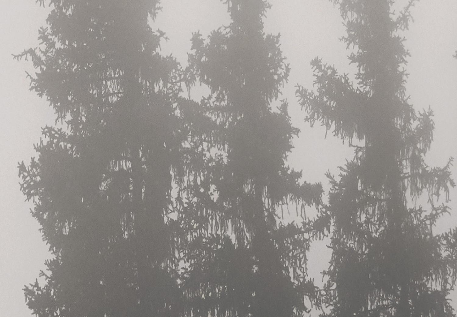 Póster Aroma de niebla boscosa - árboles de abeto, niebla