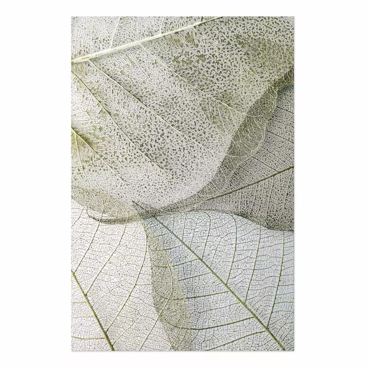 Poster Configuración de hojas - composición de hojas con una clara textura