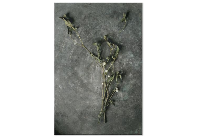 Muérdago seco - fotografía botánica de invierno sobre piedra gris