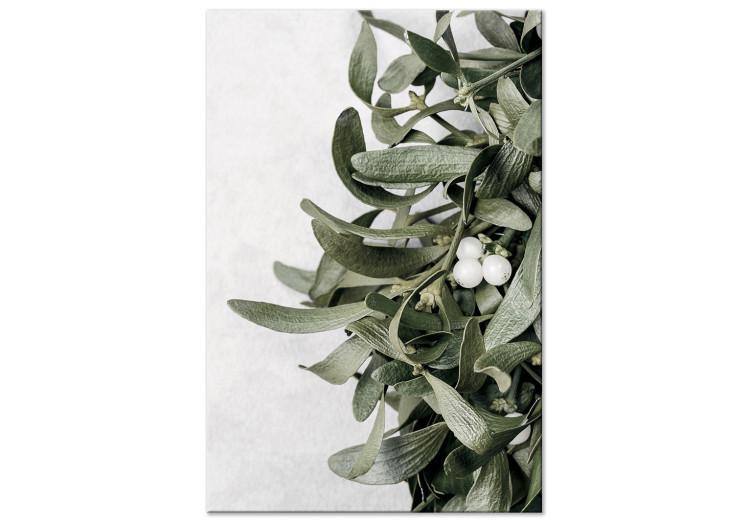 Hojas de muérdago - invierno, fotografía botánica sobre fondo blanco