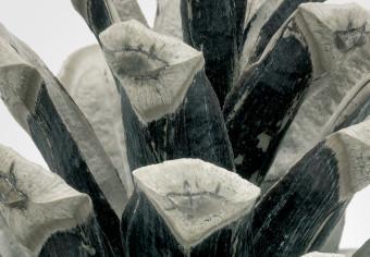 Cuadro Muérdago de invierno - foto botánica de invierno sobre fondo blanco