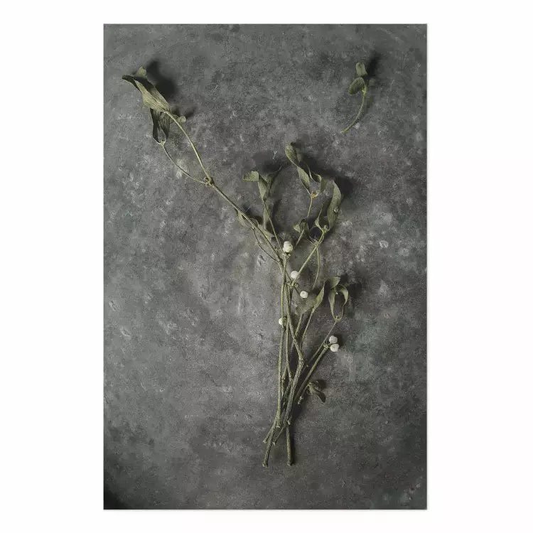 Póster Amor siempreverde - planta con flores blancas sobre fondo de cemento