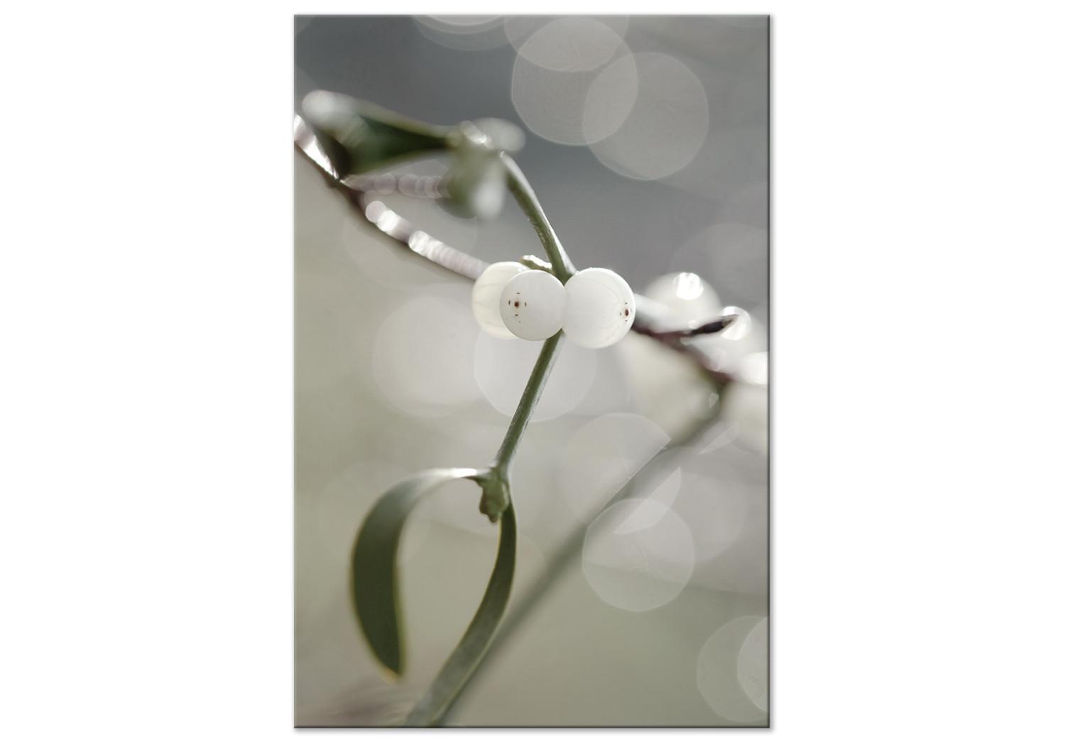 Cuadro decorativo Ramo de muérdago - invierno, fotografía botánica sobre fondo gris