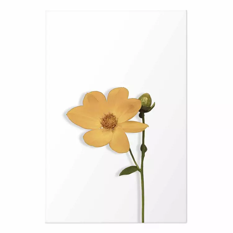 Póster Flor encantadora - flor amarilla, blanco