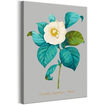 Cuadro para pintar por números Beautiful Camellia