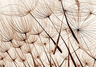 Póster Soplo magnético - flor de diente de león al viento en tonos sepia