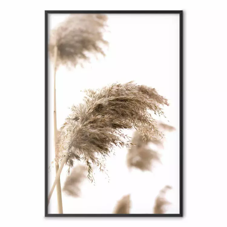 Viento seco - planta en el viento sobre fondo blanco
