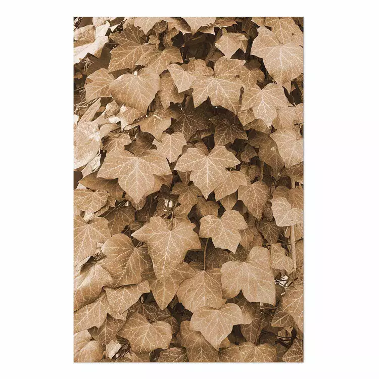Poster Hiedra otoñal - composición de hojas sobre seto en color sepia