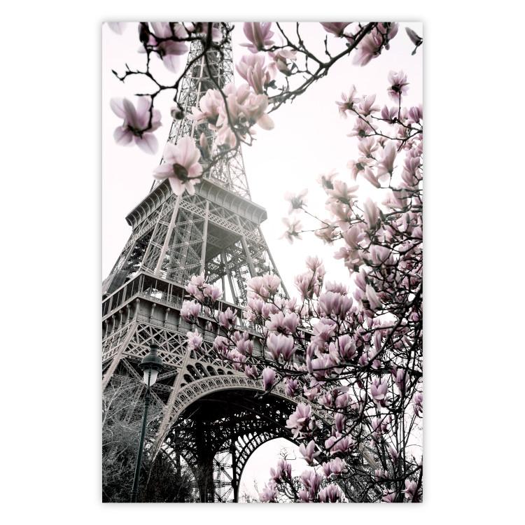 Magnolias al sol de París - flores rosas con Torre Eiffel