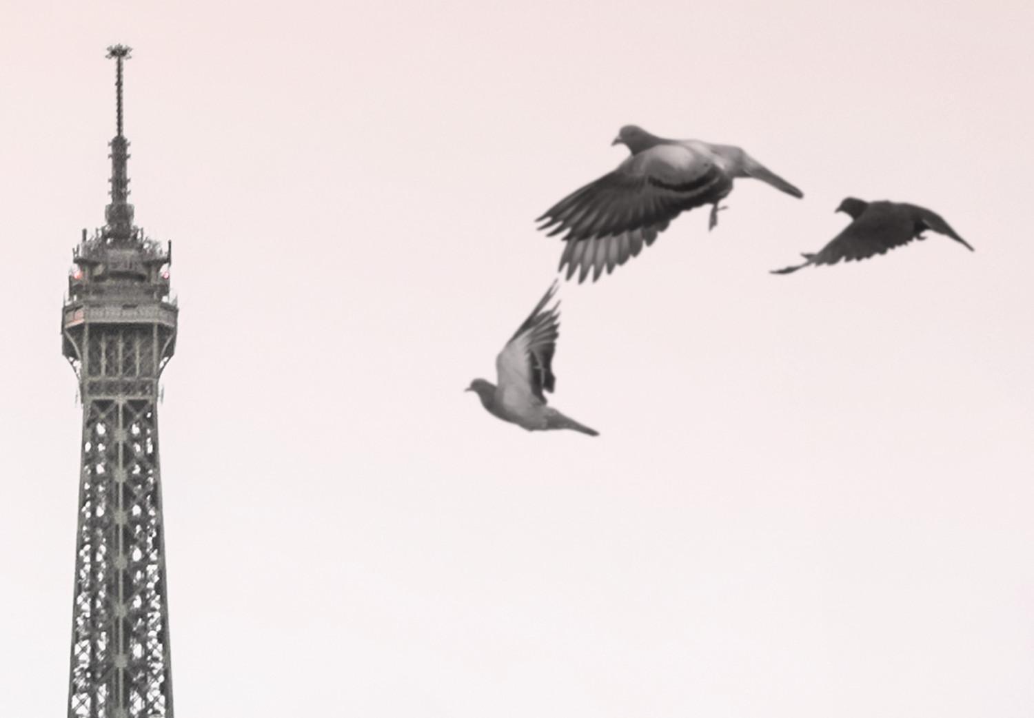 Cuadro moderno Pájaros sobre la ciudad - foto en blanco y negro con la Torre Eiffel